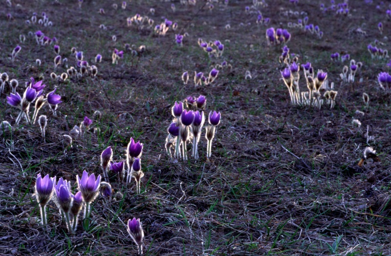 Fájl:4517a leanykokorcsin.jpg